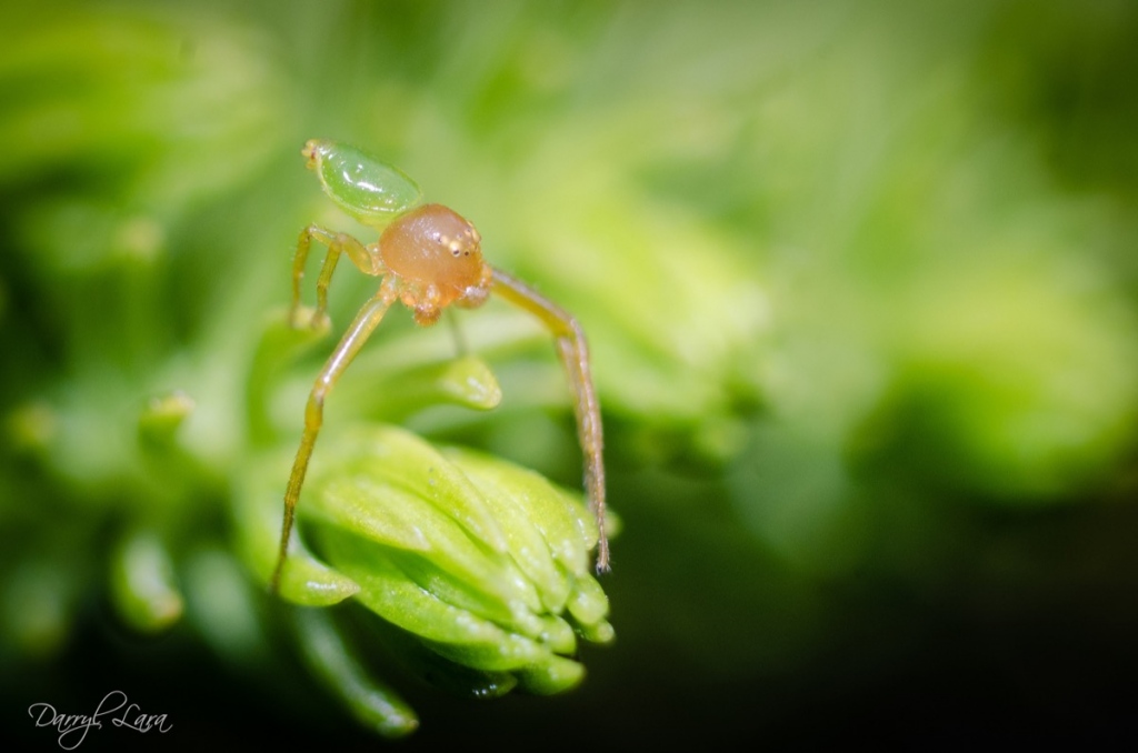 I also use RAW for macro to pull exposure and detail from the background…