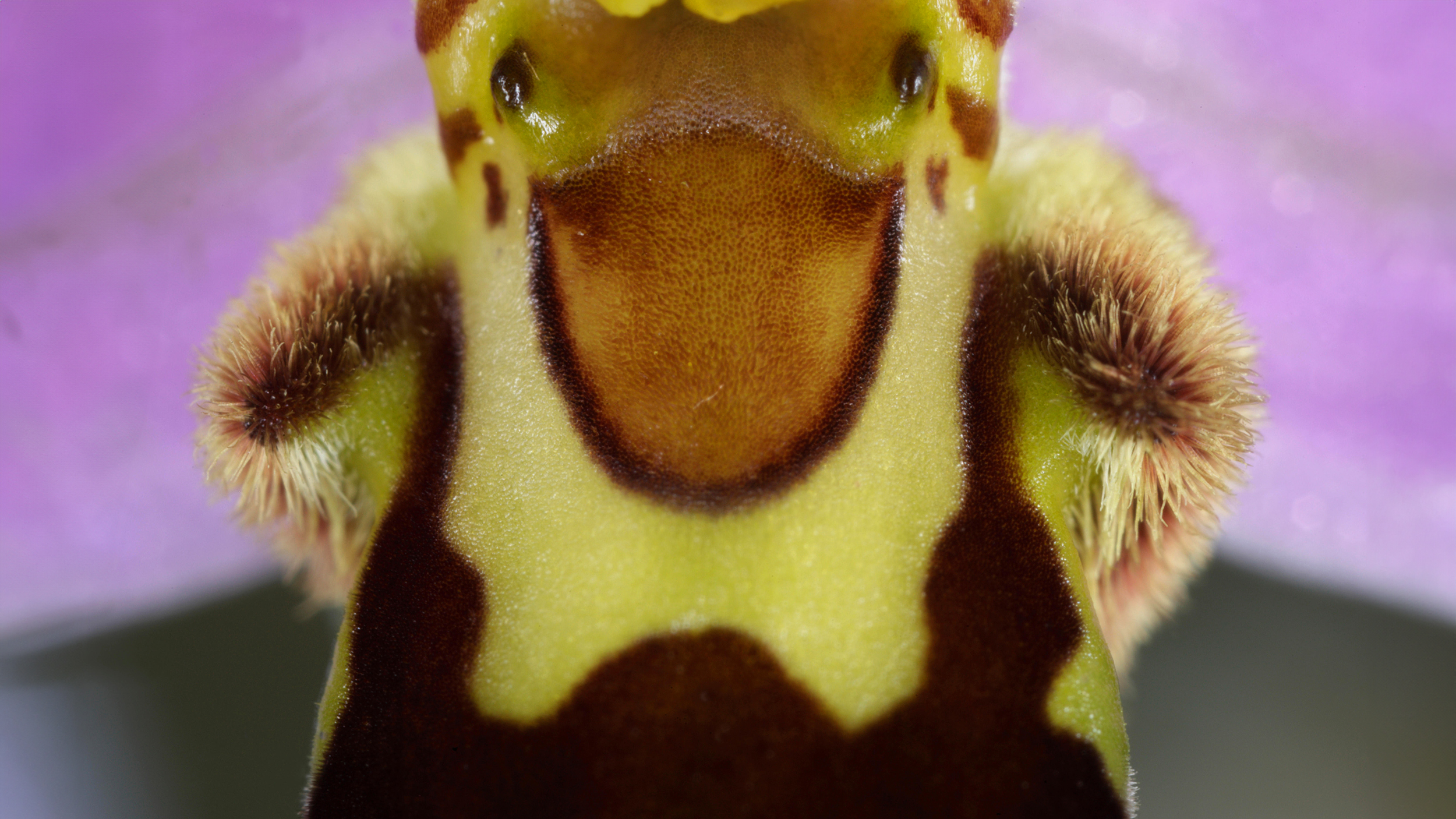 A close up of a vibrant purple orchid.