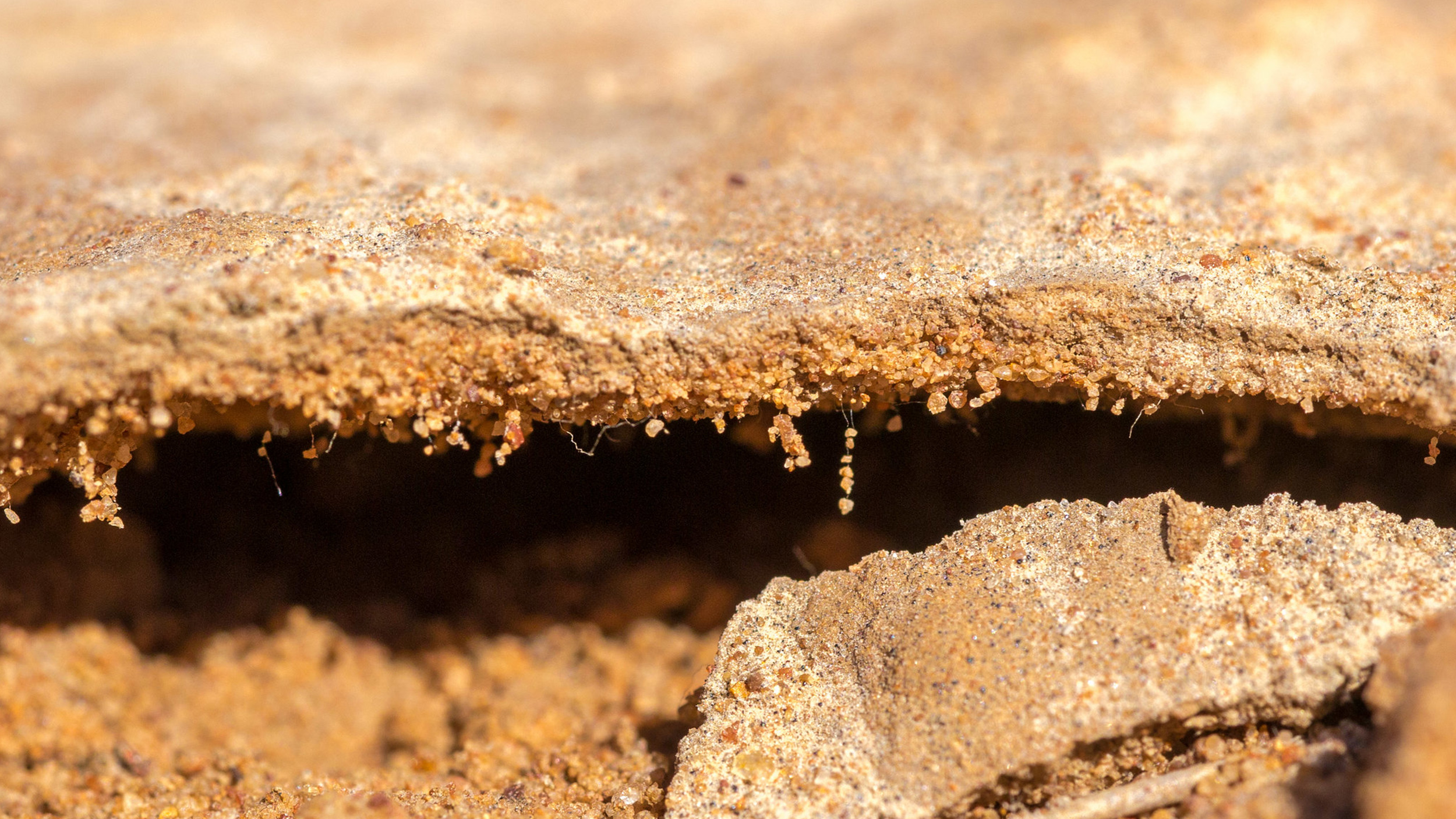 A close-up image showing a crack in the ground, revealing a narrow, dark crevice between layers of brown, sandy soil with hints of biocrusts forming along the edges.