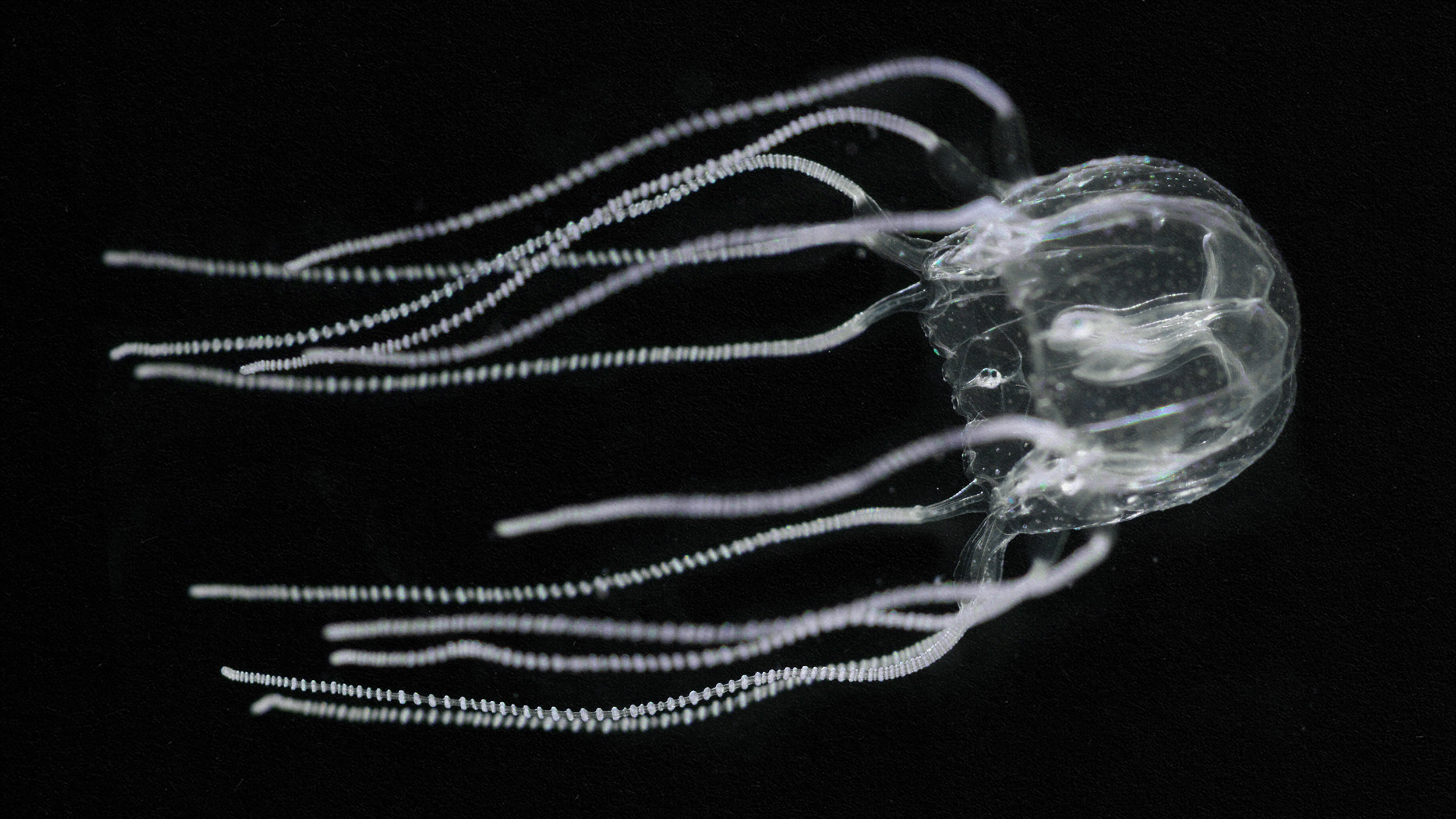 An captivating image of a jellyfish gracefully floating in a dark abyss.