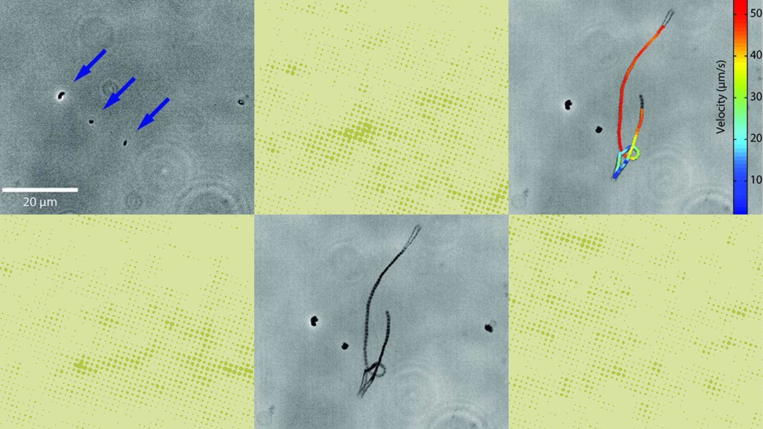 A collage of images shows microscopic views with arrows and lines depicting movement and velocity, displayed on a color scale, with a scale marker indicating 20 micrometers.