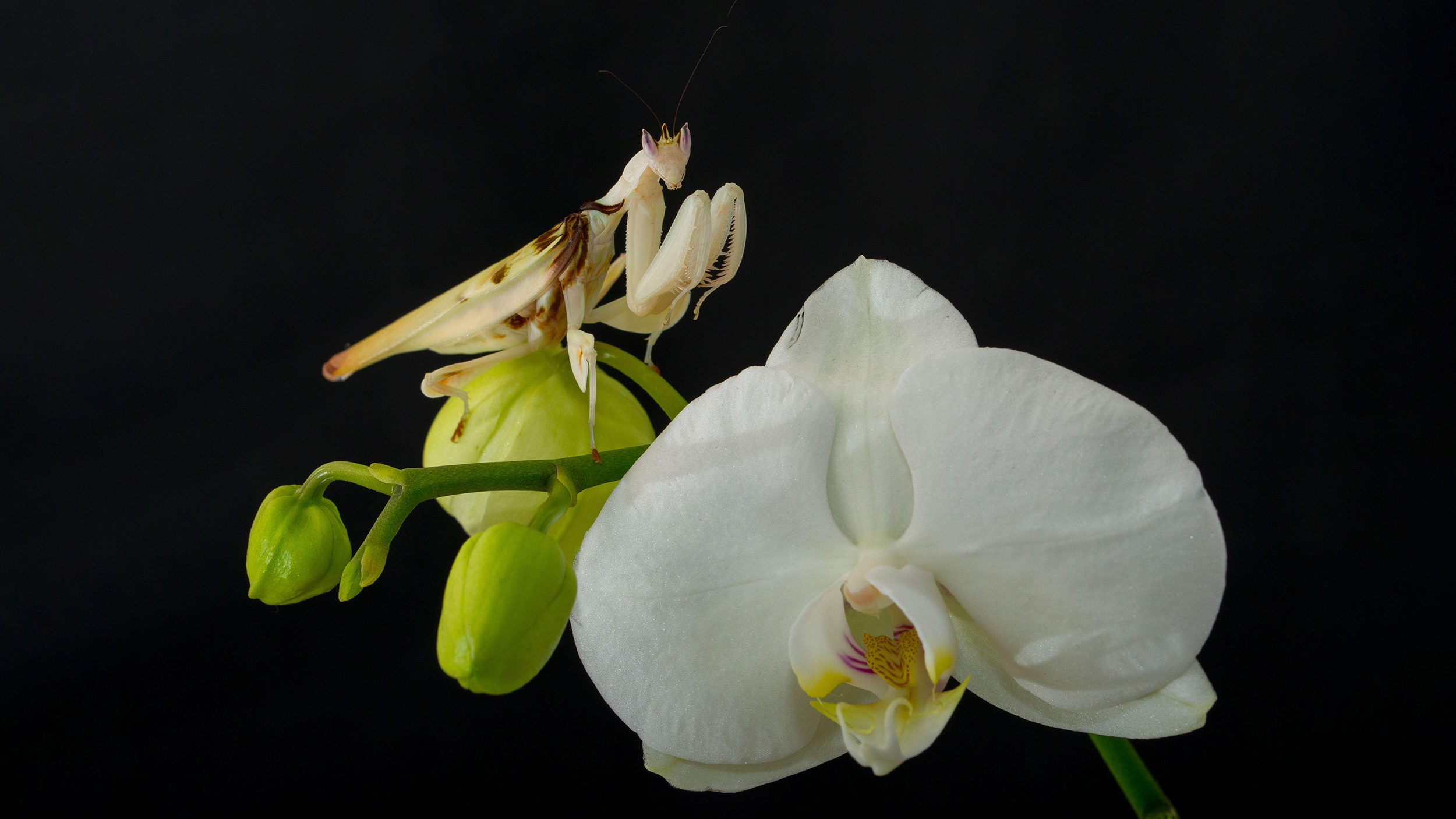 A praying mantis, a marvel of evolution, is gracefully perched on a white orchid flower against a black background.