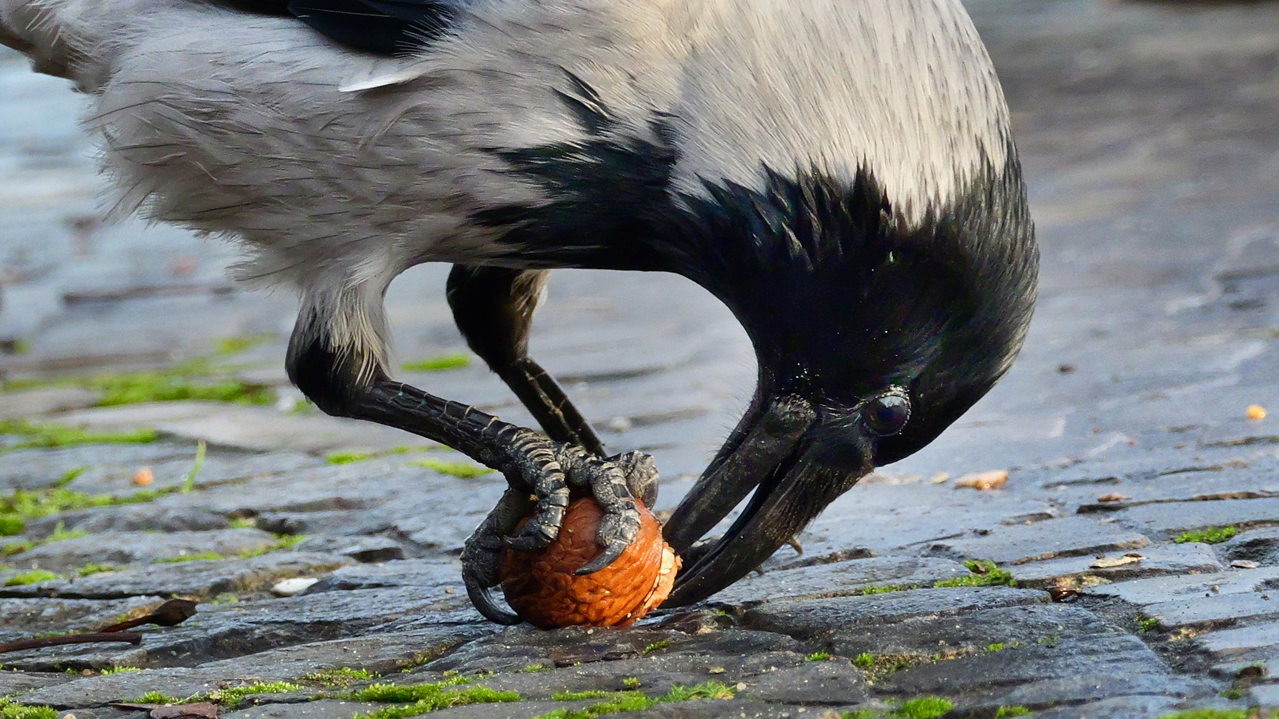 A hooded crow, exemplifying the intelligence of smart crows, pecks at a nut it holds with its claws on a mossy stone ground.