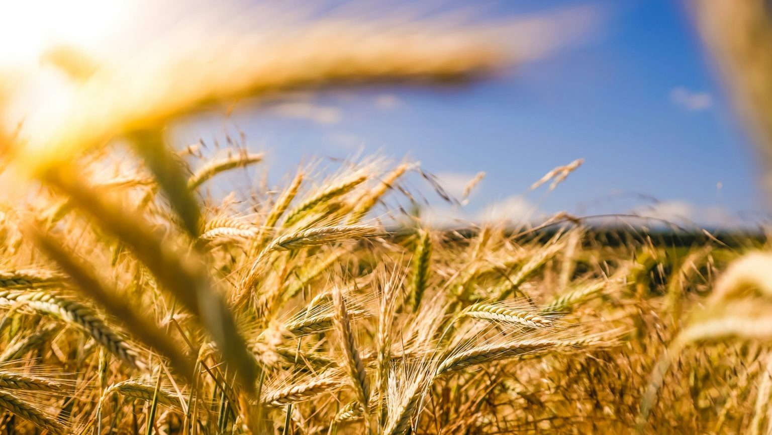 Golden wheat field under a bright blue sky with sunlight streaming in from the left.