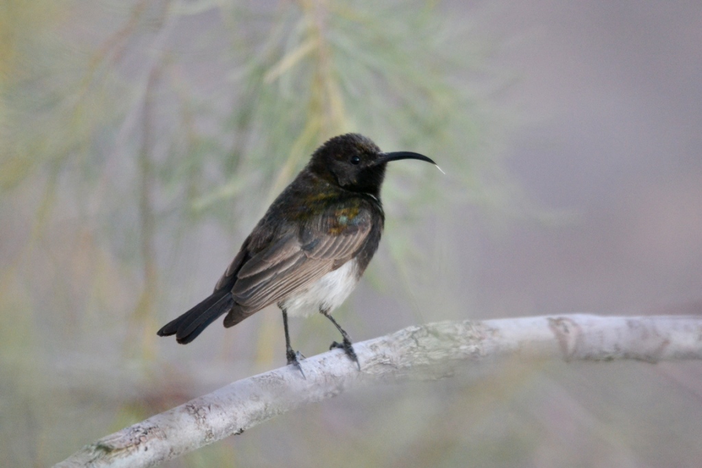 Sunbird in low light: Most people would not have taken the photo. It was after sunset, but I have never seen a dusky sunbird at the time, so I upped my ISO to 1600 and took the photo anyway, just as a record shot so I could identify the bird afterwards. It is not sharp at all.