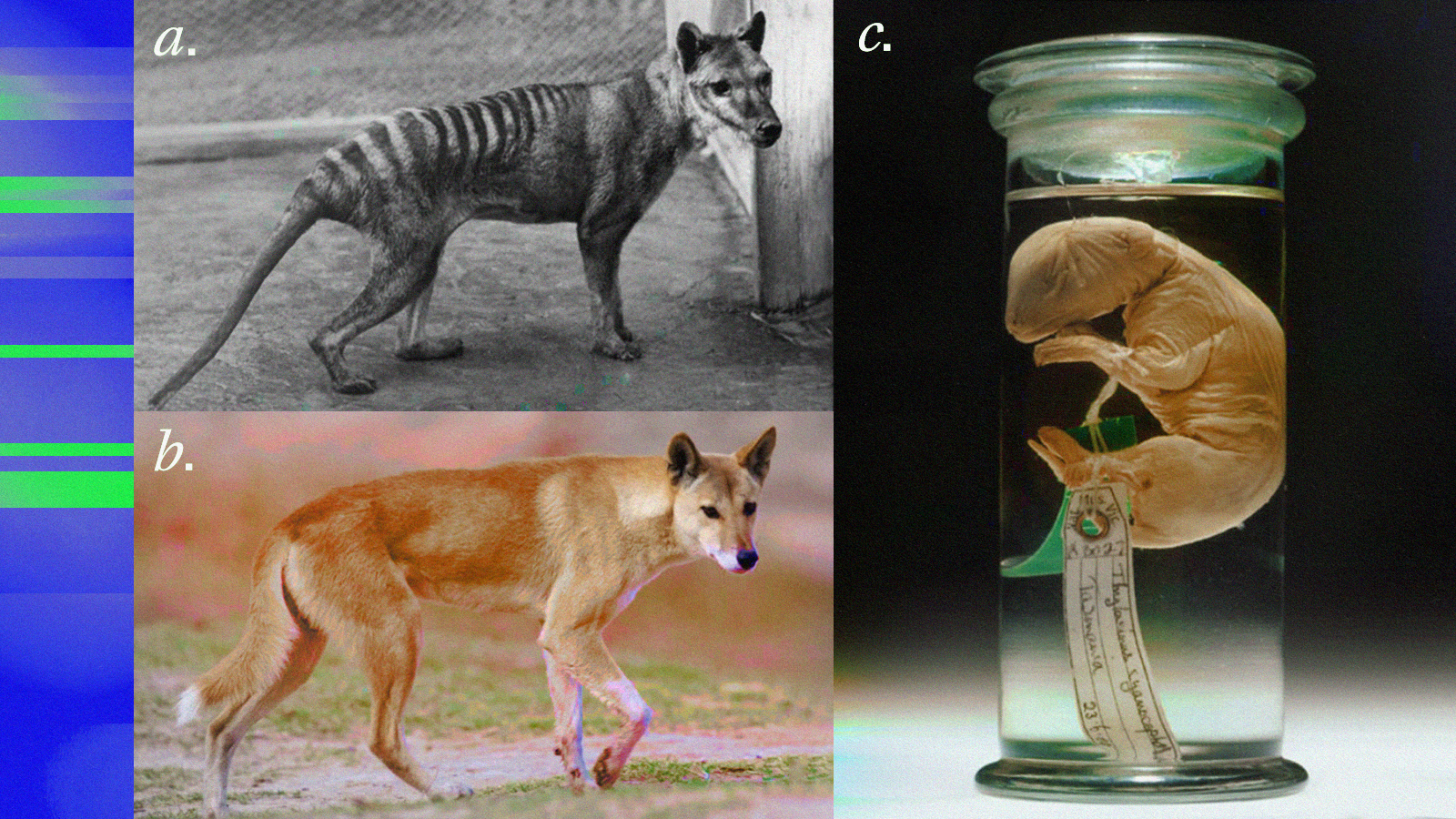 tasmanian tiger and dingo